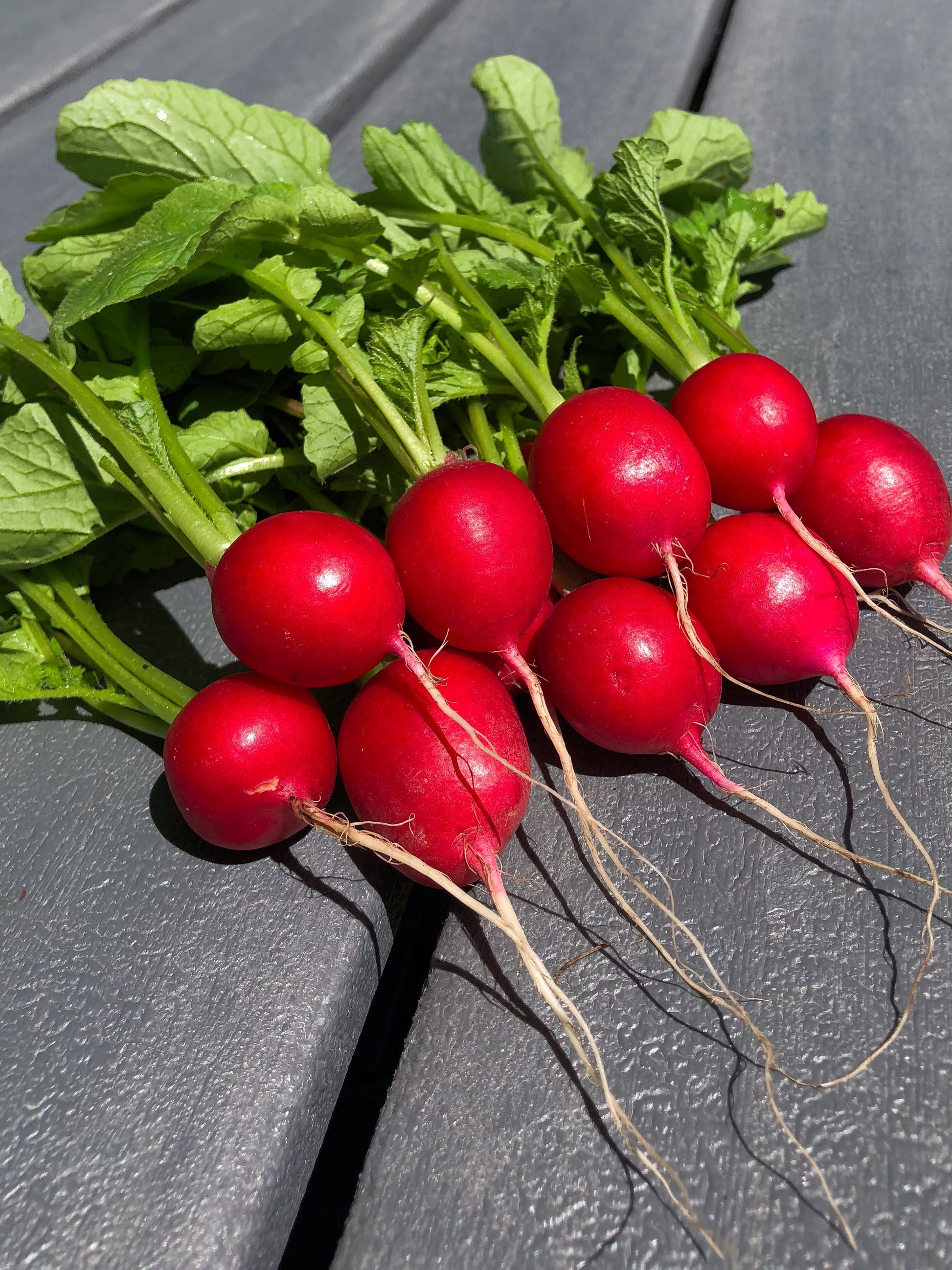 Rover Radish Gardeners Vegetable – Consistent Growth and Crisp Texture 2