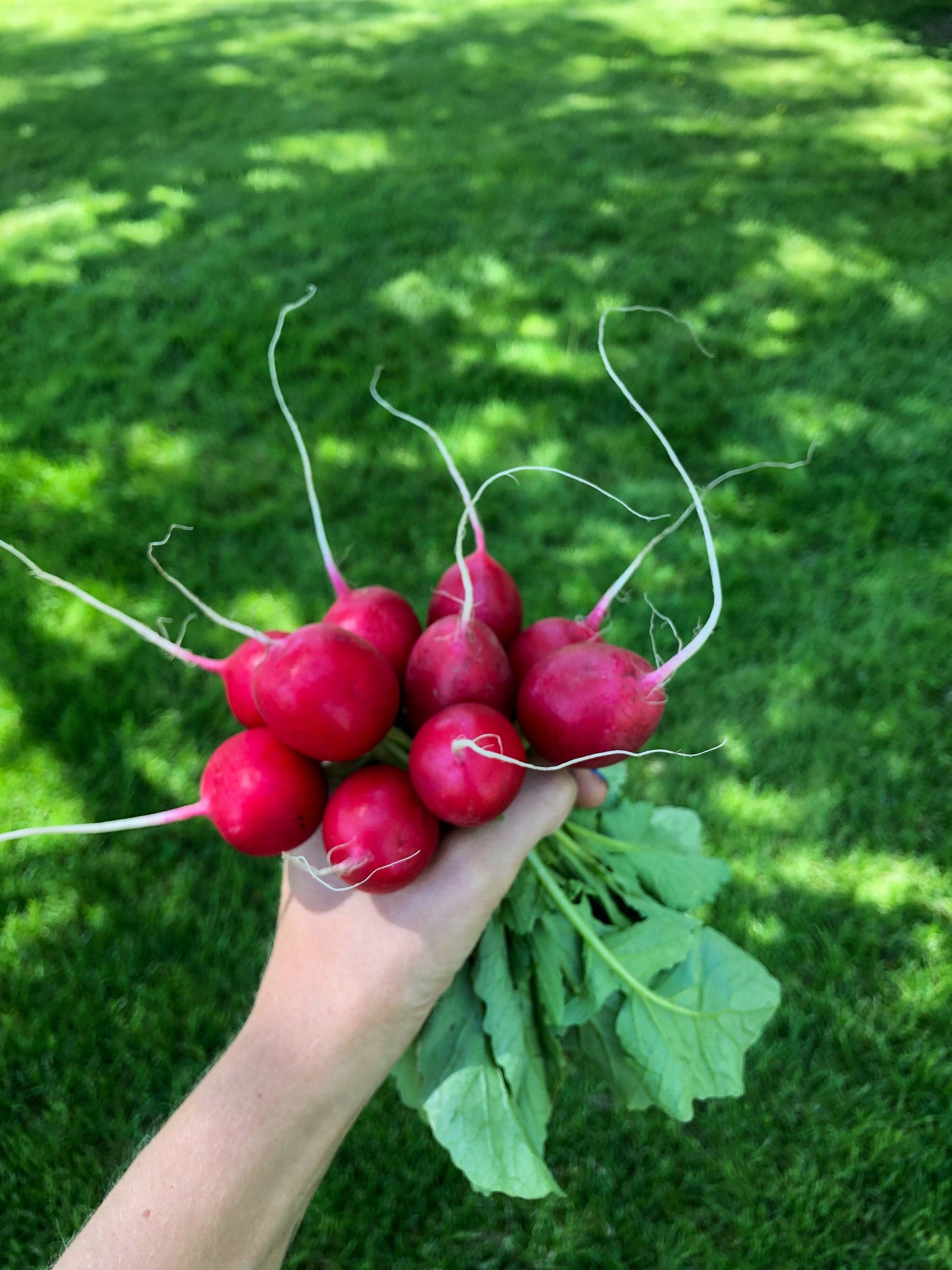 Rover Radish Gardeners Vegetable – Consistent Growth and Crisp Texture 3