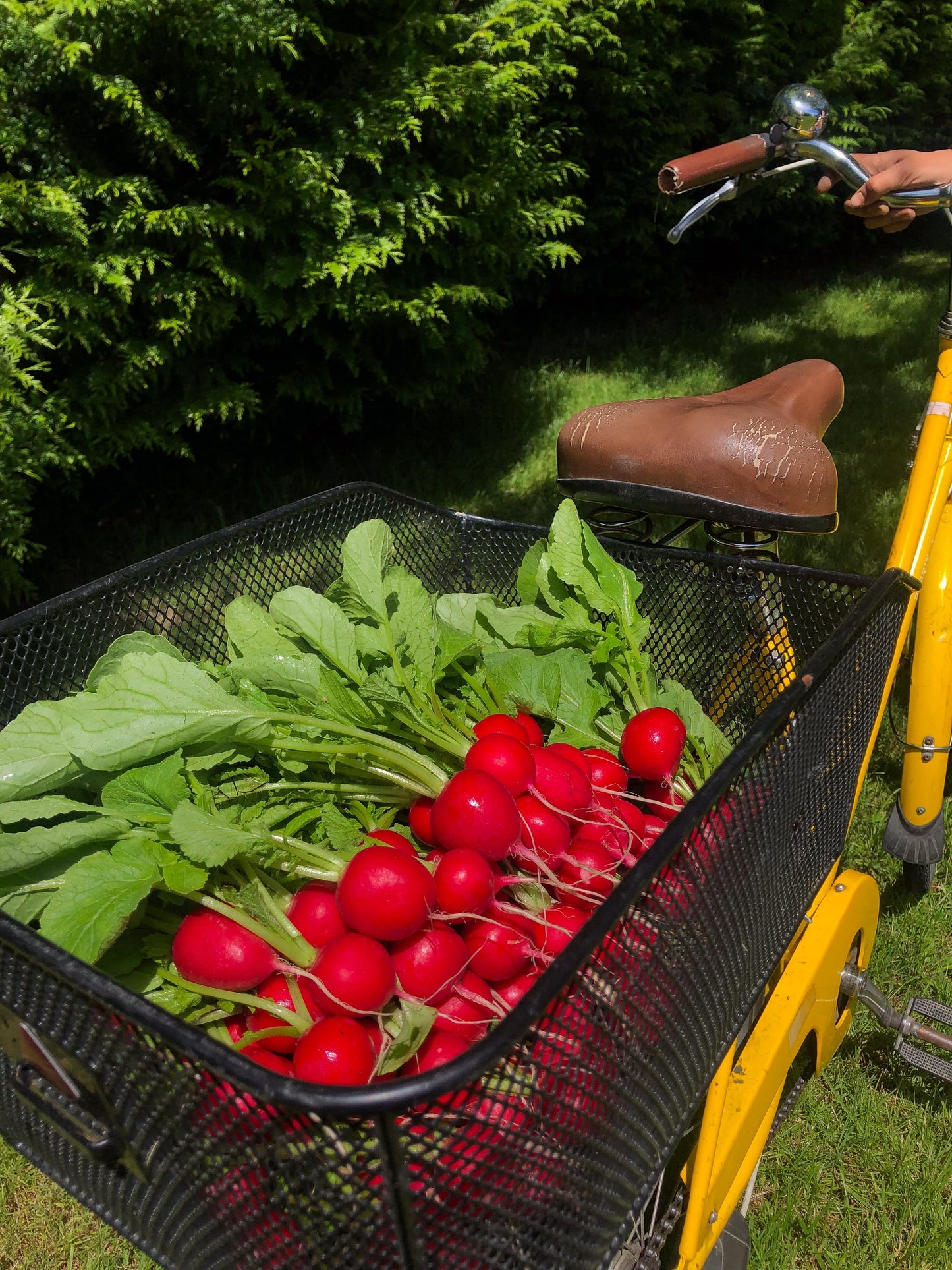 Rover Radish Gardeners Vegetable – Consistent Growth and Crisp Texture 4