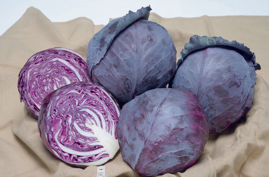 Ruby Gardeners' Early Red Cabbage – Compact Size for Small Spaces and Flexible Harvesting 0