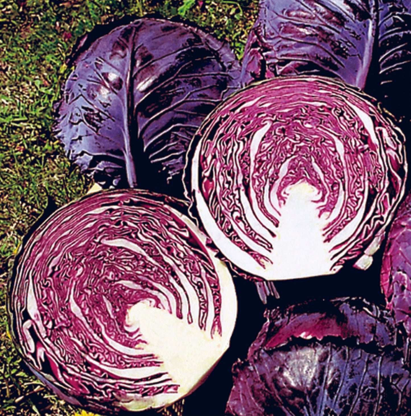 Ruby Perfection Gardeners' Red Cabbage – Crunchy Sweet Flavor for Fresh Eating 0