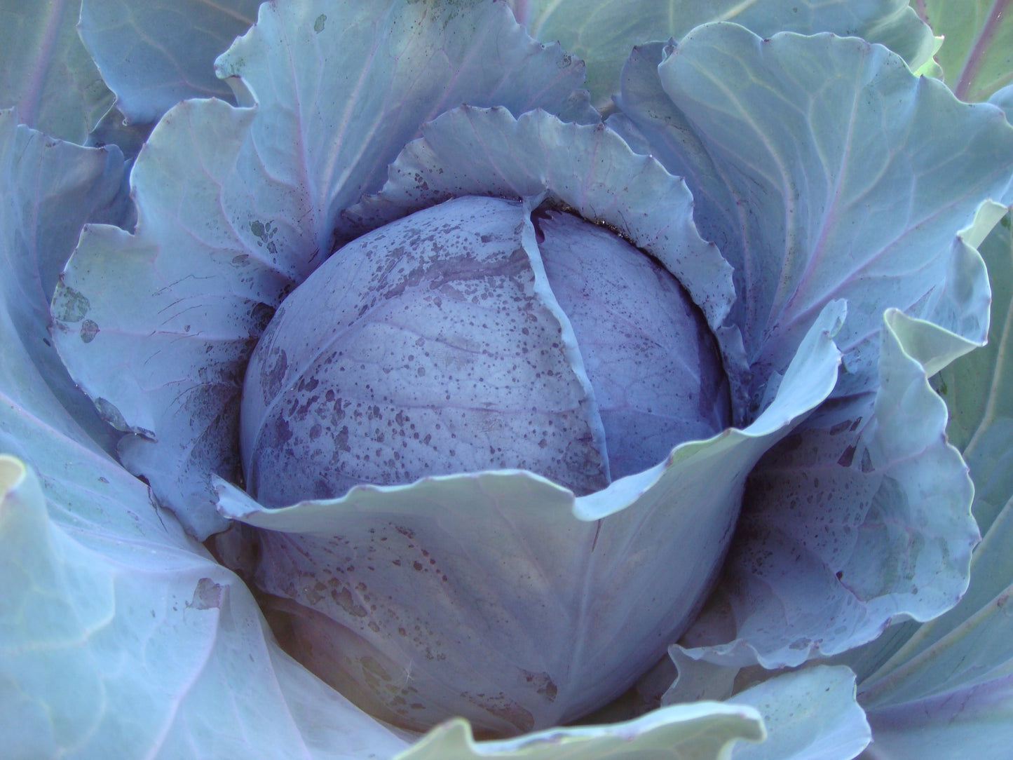 Ruby Perfection Gardeners' Red Cabbage – Crunchy Sweet Flavor for Fresh Eating 1