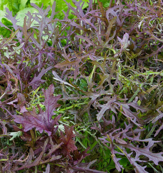 Ruby Streaks Organic Mizuna Greens – Fast Growing Microgreens with Mild Flavor 0