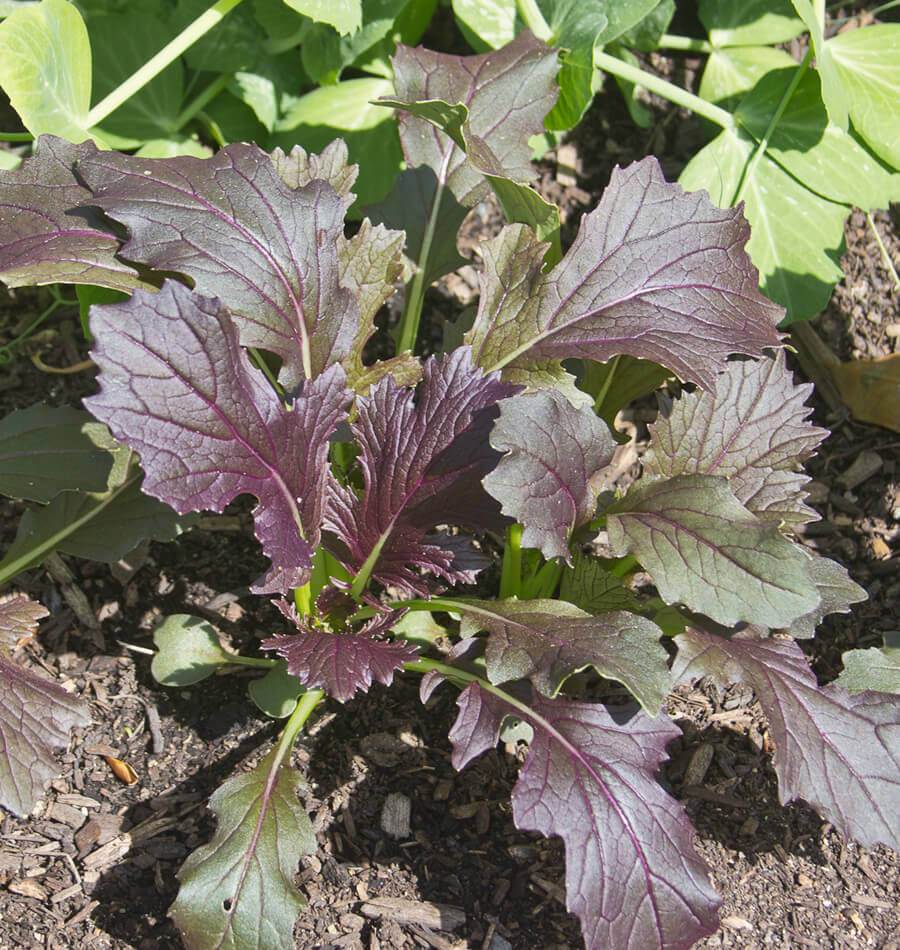 Ruby Unique Salad Greens – Fast-Growing Nutritious Microgreens for Fresh Salads 0
