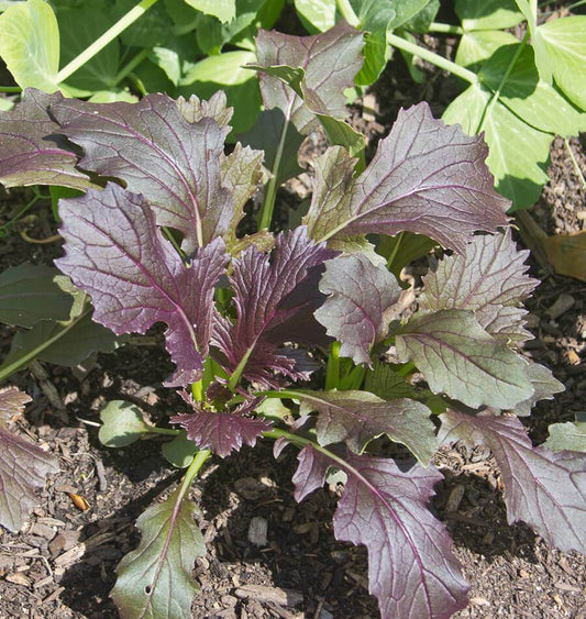 Ruby Unique Salad Greens – Fast-Growing Nutritious Microgreens for Fresh Salads 0