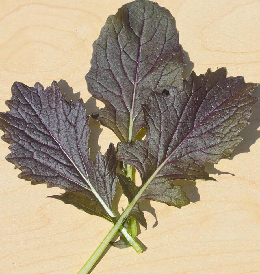 Ruby Unique Salad Greens – Fast-Growing Nutritious Microgreens for Fresh Salads 1