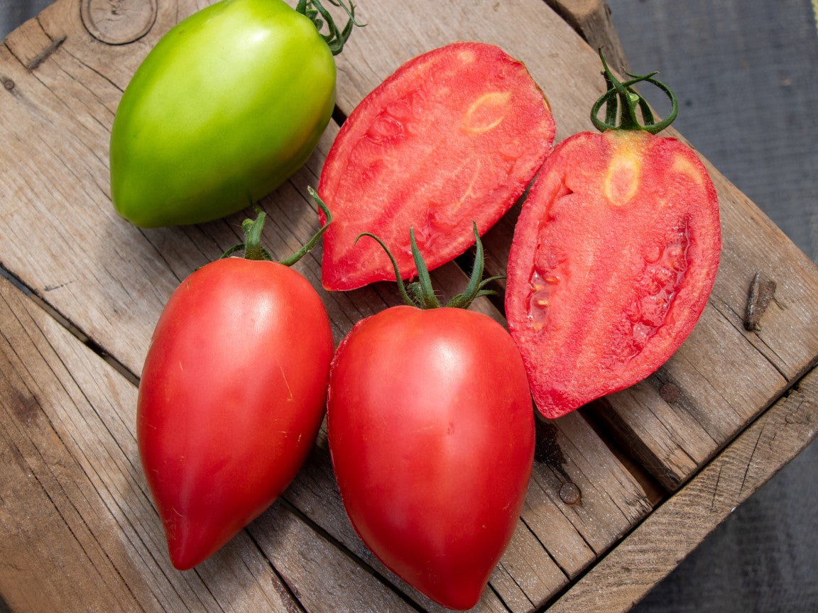 Rugby Tomato Plants for Sale – Dense Roma Variety with Firm Texture for Fresh Eating and Canning 0