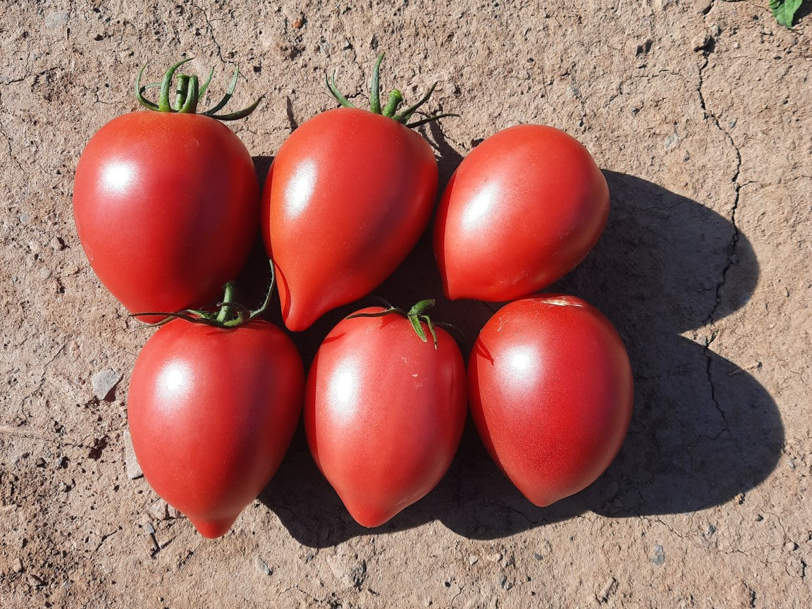Rugby Tomato Plants for Sale – Dense Roma Variety with Firm Texture for Fresh Eating and Canning 1