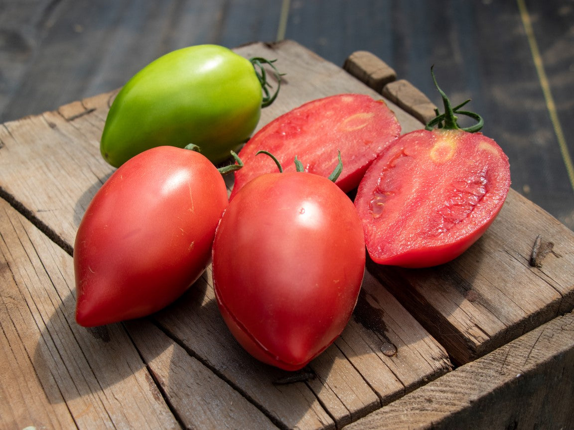 Rugby Tomato Plants for Sale – Dense Roma Variety with Firm Texture for Fresh Eating and Canning 2