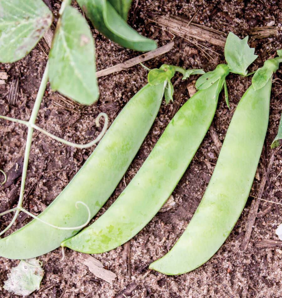 Saber Home Gardeners Pea Seeds – Compact Growth with High Yield Pods for Small Space Gardening 0