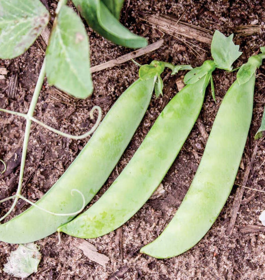Saber Home Gardeners Pea Seeds – Compact Growth with High Yield Pods for Small Space Gardening 0