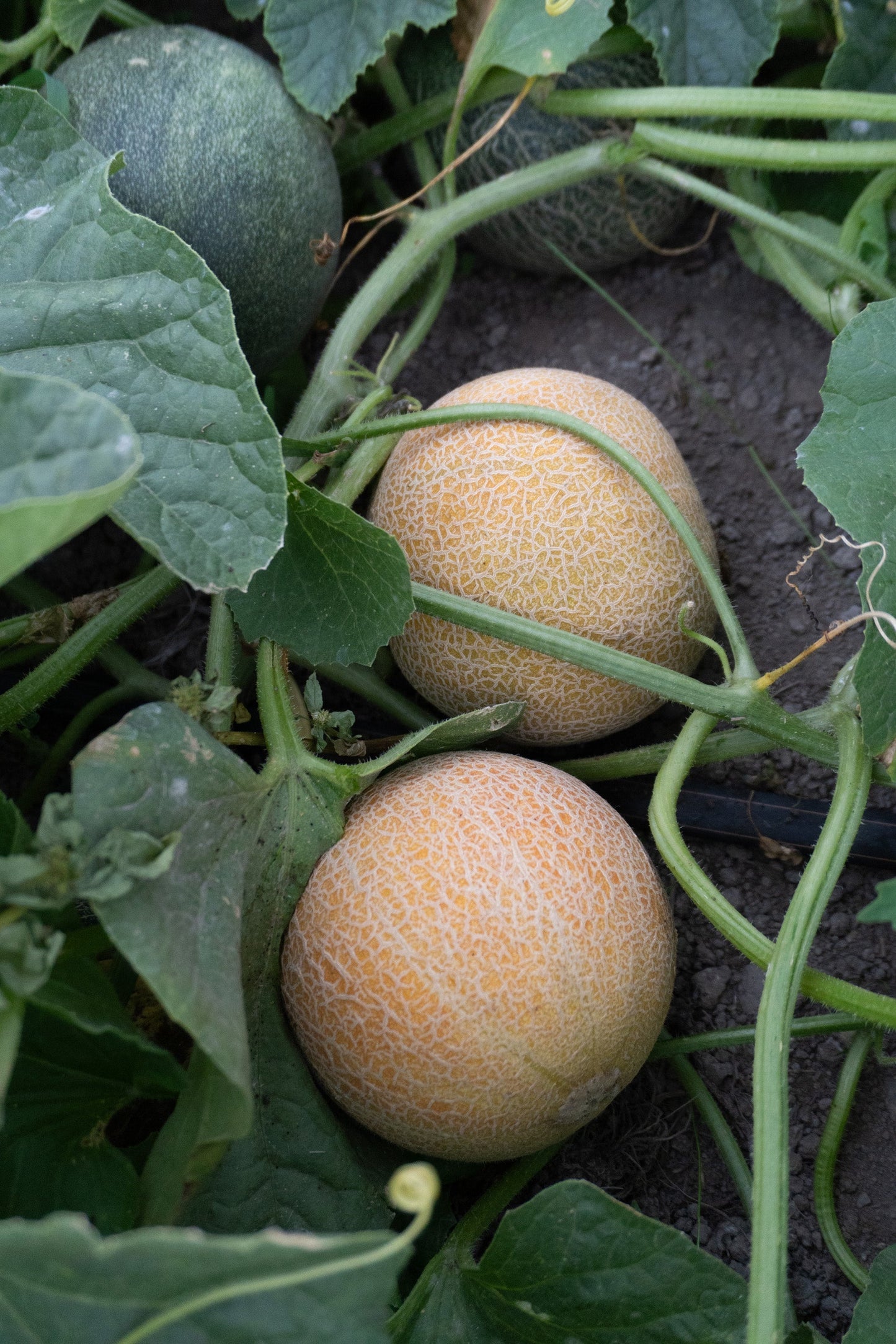 Sandy Early Maturing Ananas Melon – Sweet Aromatic Fruit for Home Gardens 2