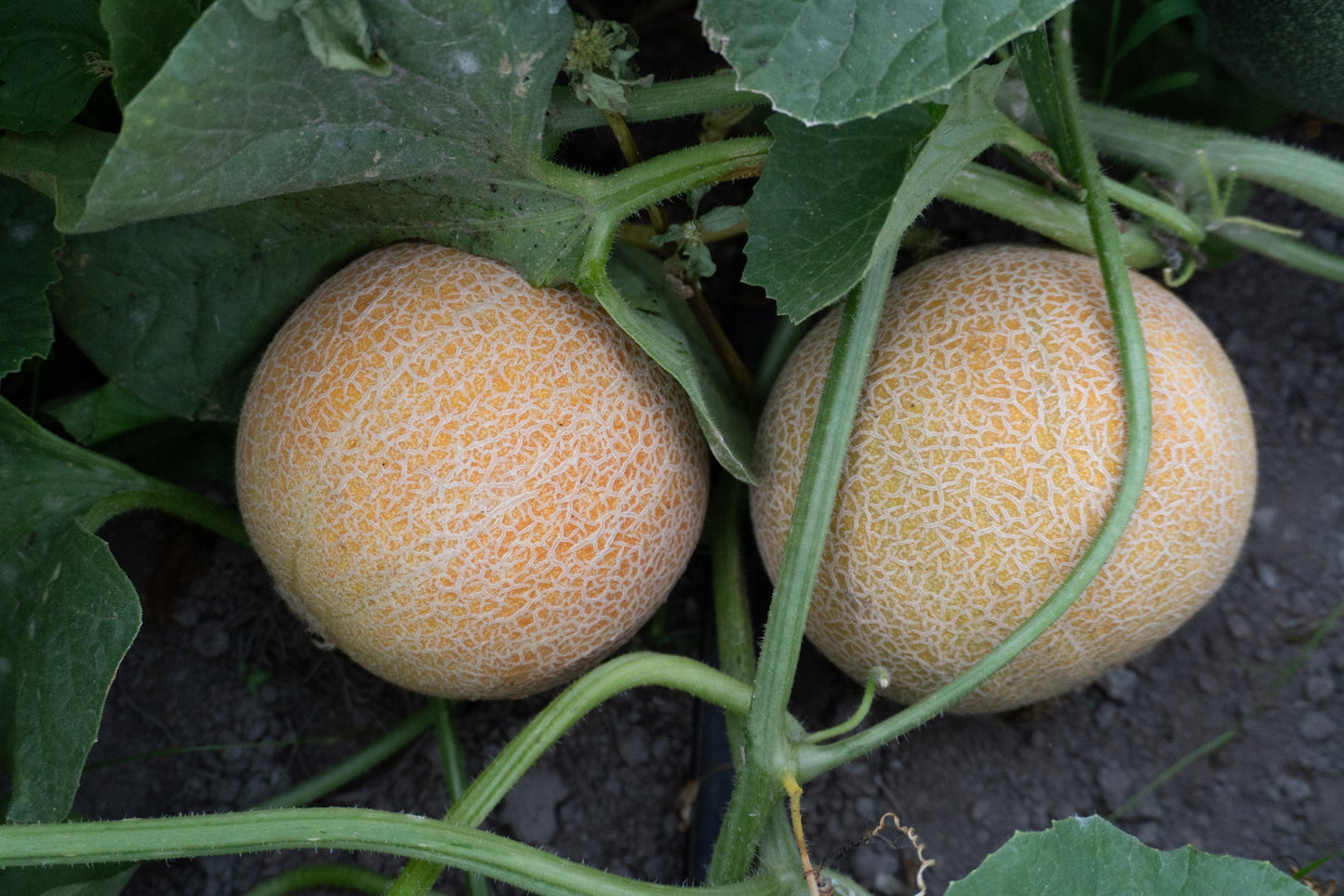 Sandy Early Maturing Ananas Melon – Sweet Aromatic Fruit for Home Gardens 3