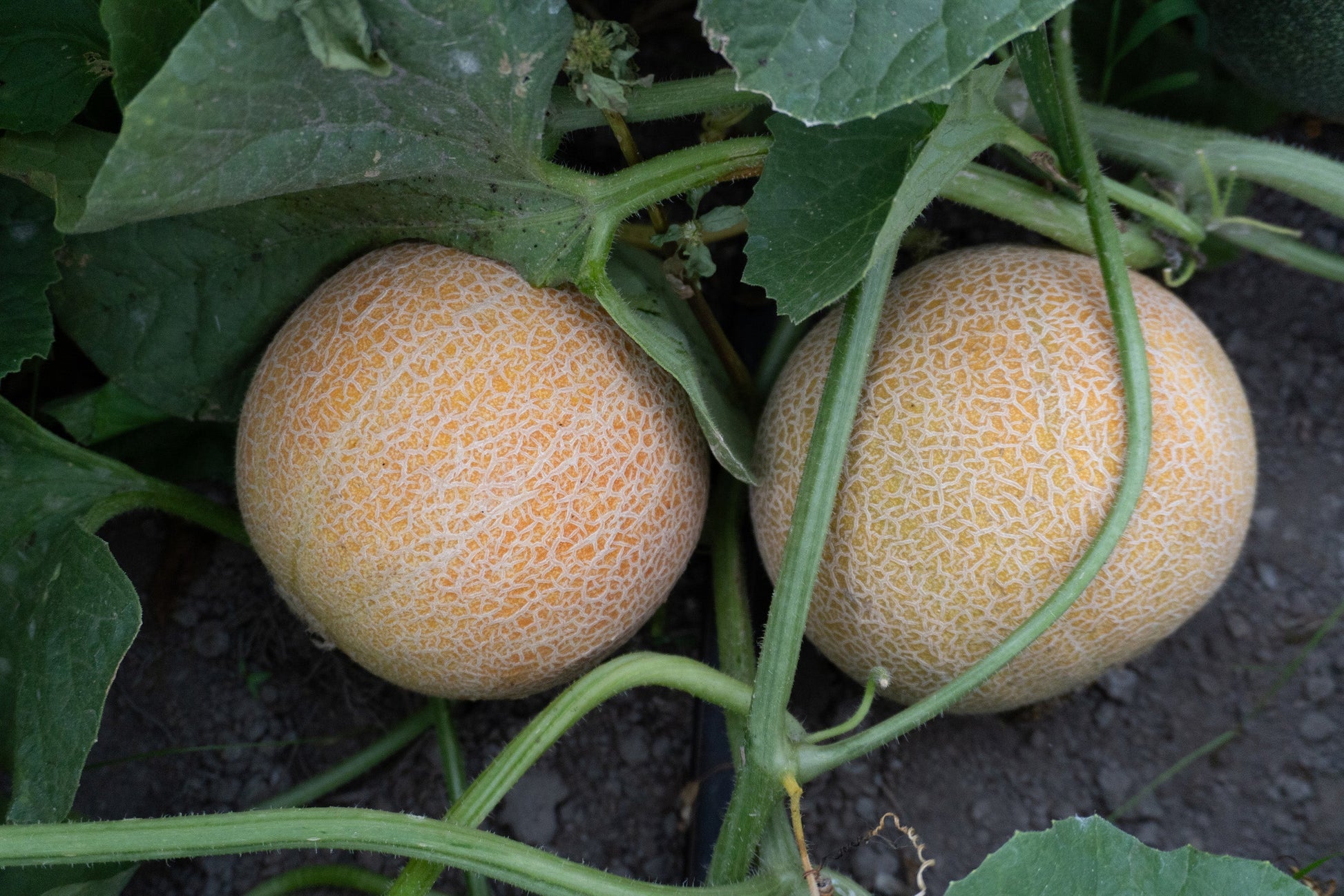 Sandy Early Maturing Ananas Melon – Sweet Aromatic Fruit for Home Gardens 3