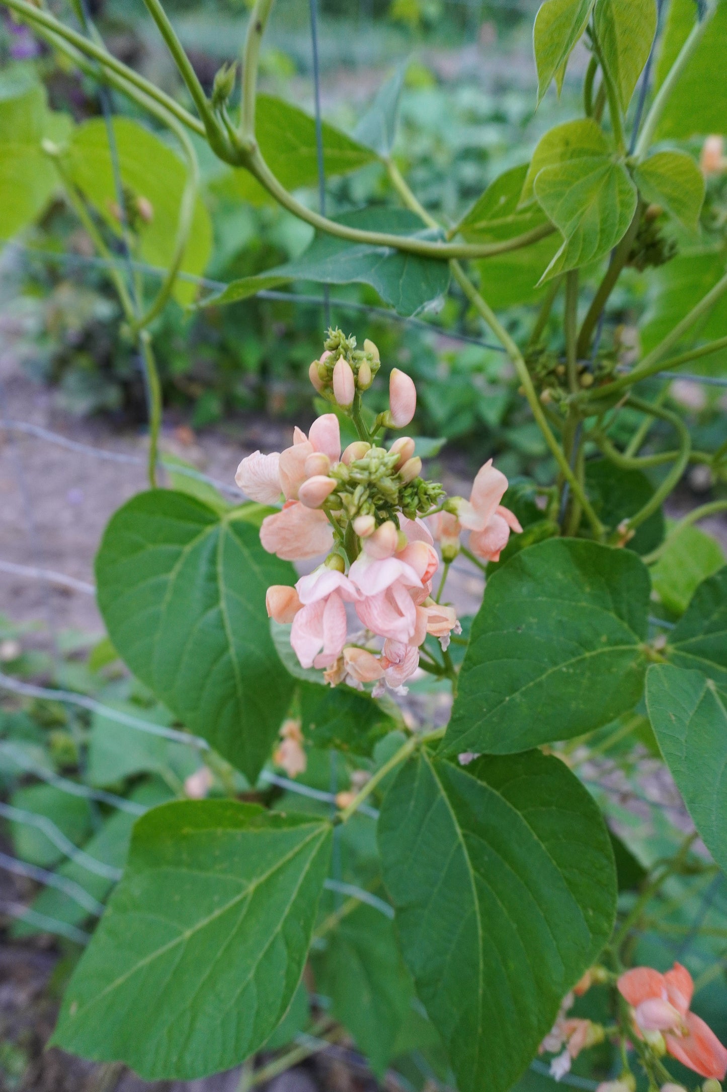 Sandy Gardeners' Sunset Runner Bean – Vibrant Peach Blossoms with Edible Flowers 0