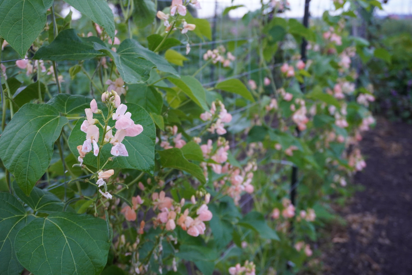 Sandy Gardeners' Sunset Runner Bean – Vibrant Peach Blossoms with Edible Flowers 1