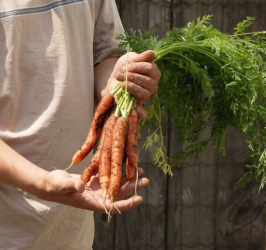 Sandy Heirloom Carrot Seed Tape – Effortless Sowing for Flavorful Nantes Carrots 0