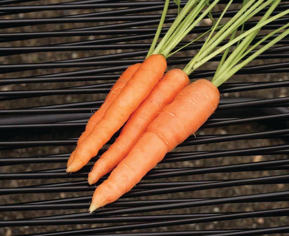Sandy Heirloom Carrot Seed Tape – Effortless Sowing for Flavorful Nantes Carrots 2