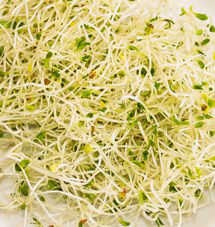 Sandy Organic Sandwich Booster Mix – Nutritious Sprouting Seeds for Healthy Eating 0