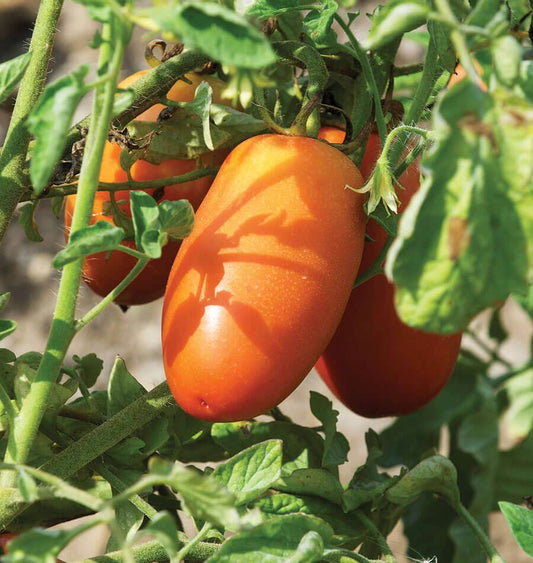 Sandy Organic Tomato Seeds – Ideal for Canning and Sauces 0