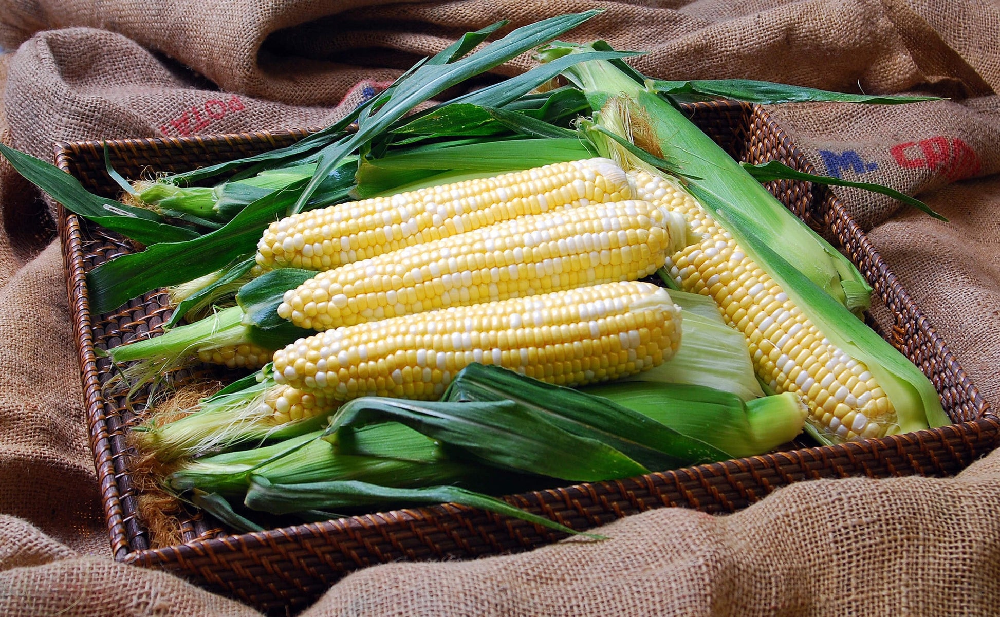 Sapphire Sweet Corn Seeds – Early Maturing Bicolour Variety for Deliciously Sweet Harvests 0