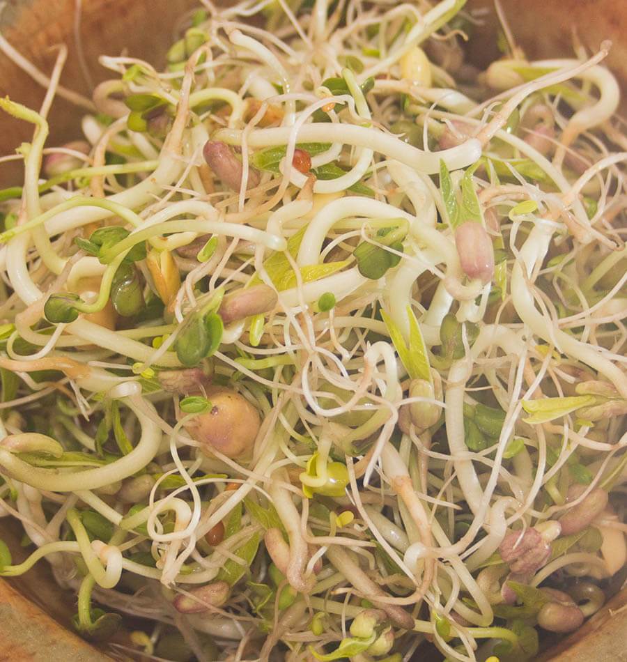 Sassy Organic Salad Sprouting Seeds – Crunchy Blend for Delicious Salads 0