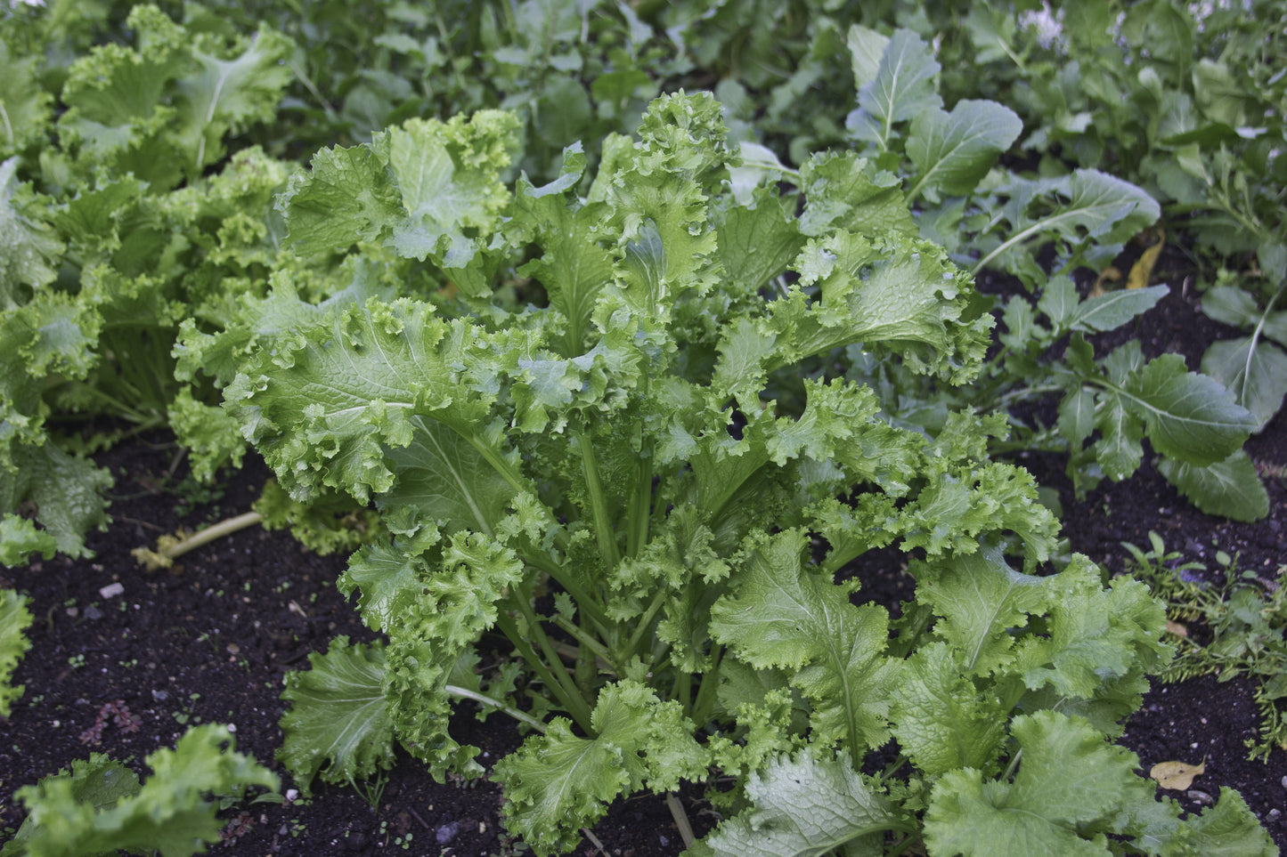 Sassy Southern Giant Curled Mustard – Flavorful Green Leafy Vegetable for Salads 0
