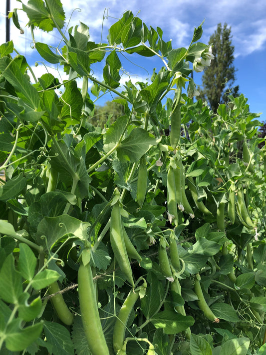 Sassy Sugar Snap Pea Seeds – Organic High Yield Variety for Coast-to-Coast Gardening 0