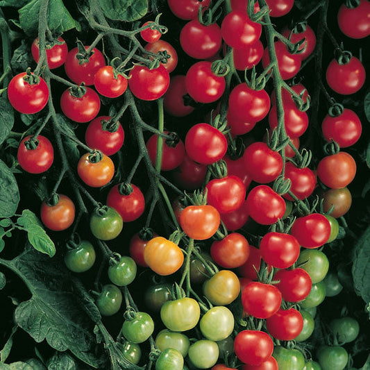 Sassy Tomato Plant – High Yielding Cherry Tomatoes With Disease Resistance For Gardeners 0