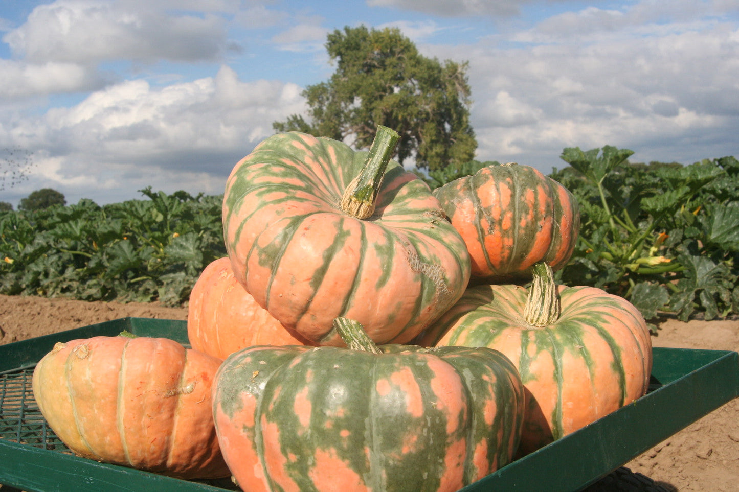 Sassy Women’s Speckled Hound Pumpkin – Unique Colorful Display with Delicious Edible Flesh 0