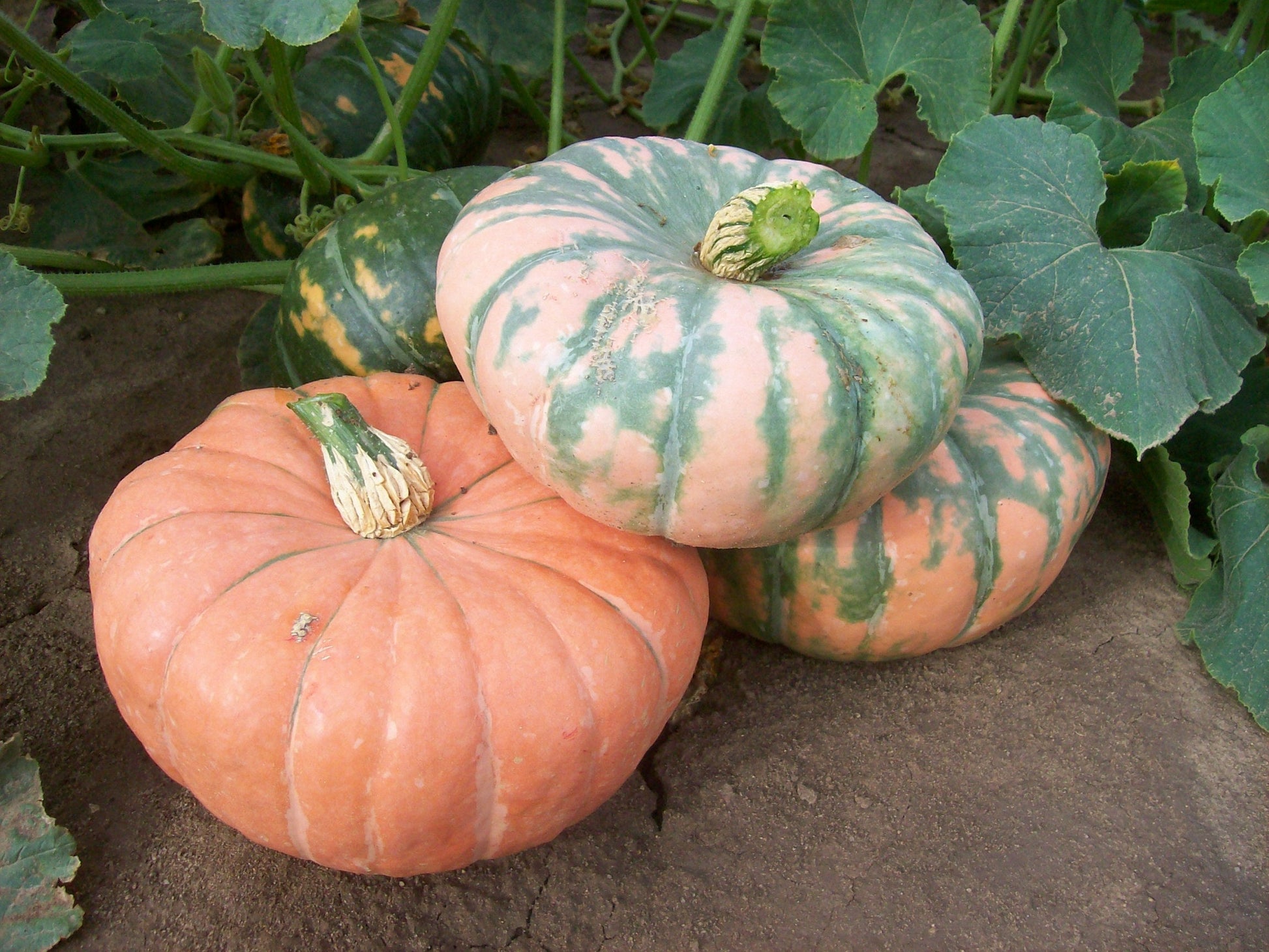 Sassy Women’s Speckled Hound Pumpkin – Unique Colorful Display with Delicious Edible Flesh 1