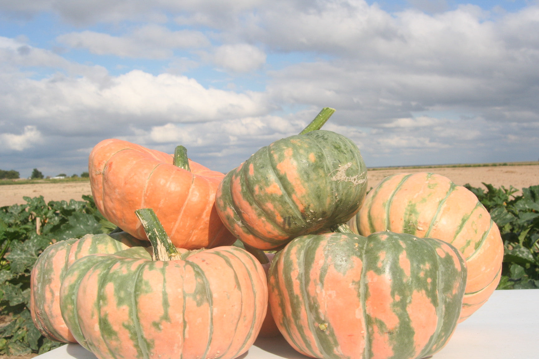 Sassy Women’s Speckled Hound Pumpkin – Unique Colorful Display with Delicious Edible Flesh 2
