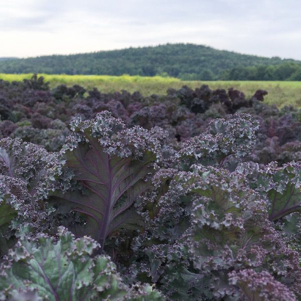 Scarlet Organic Red Kale Seeds – Curly Purple Leaves for Space-Saving Fresh Eating 0