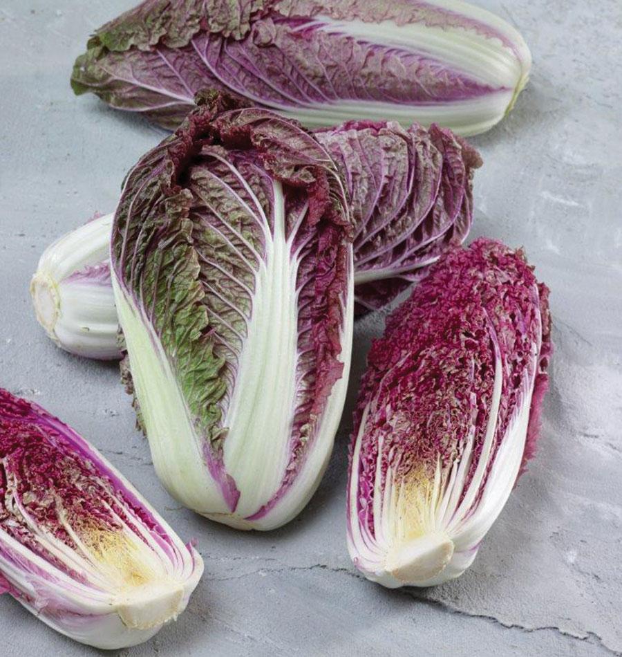Scarvita Napa Cabbage Seeds – Vibrant Red Leaves with Sweet Flavor for Fall Harvest 0
