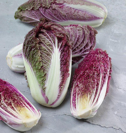 Scarvita Napa Cabbage Seeds – Vibrant Red Leaves with Sweet Flavor for Fall Harvest 0