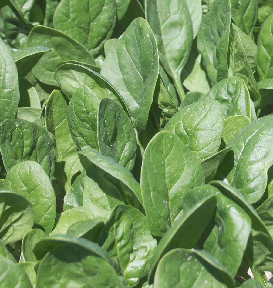 Seaside F1 Baby Leaf Spinach Seeds – High-Yield Hybrid Variety for Year-Round Fresh Harvests 0