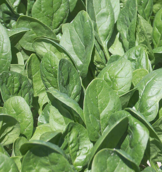Seaside F1 Baby Leaf Spinach Seeds – High-Yield Hybrid Variety for Year-Round Fresh Harvests 0
