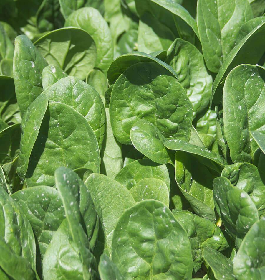 Seaside F1 Baby Leaf Spinach Seeds – High-Yield Hybrid Variety for Year-Round Fresh Harvests 1