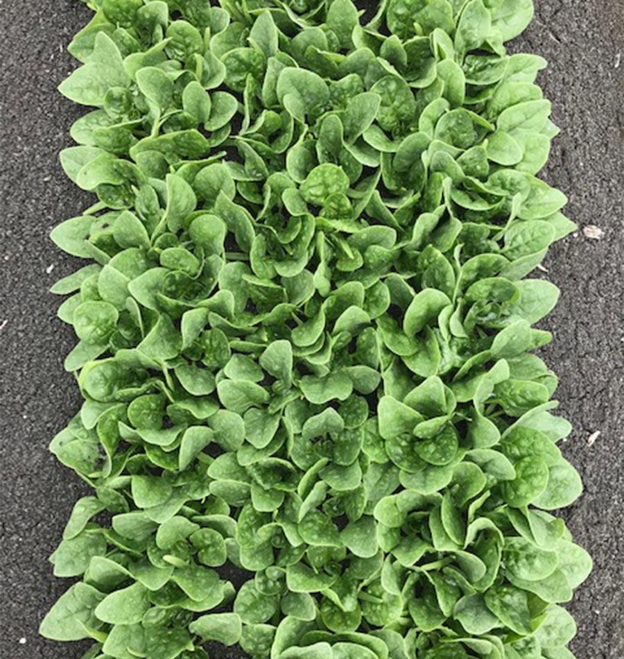 Seaside F1 Baby Leaf Spinach Seeds – High-Yield Hybrid Variety for Year-Round Fresh Harvests 2