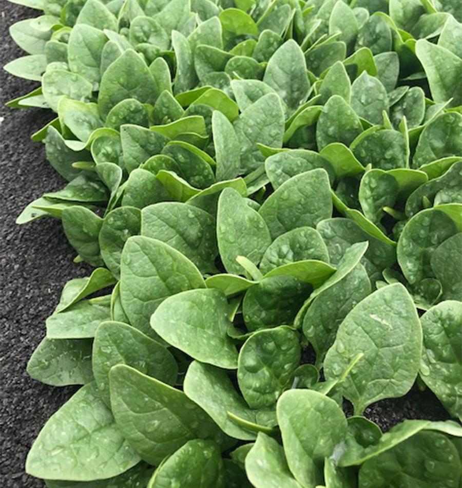 Seaside F1 Baby Leaf Spinach Seeds – High-Yield Hybrid Variety for Year-Round Fresh Harvests 3