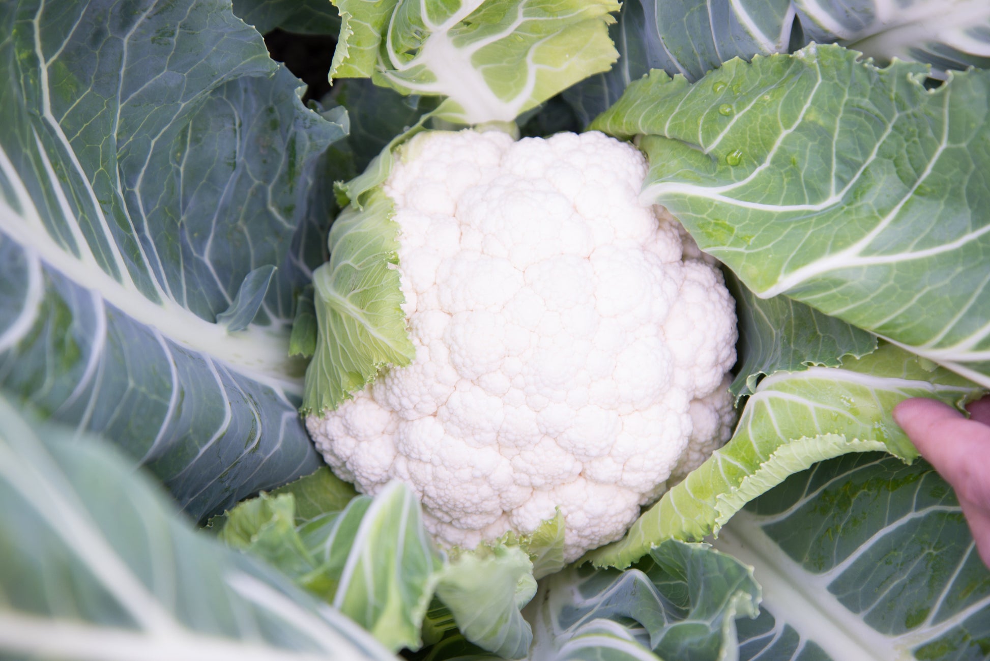 Sierra Gardeners' Hybrid Vegetable Seeds – Robust Growth for Extended Summer and Fall Harvests 0