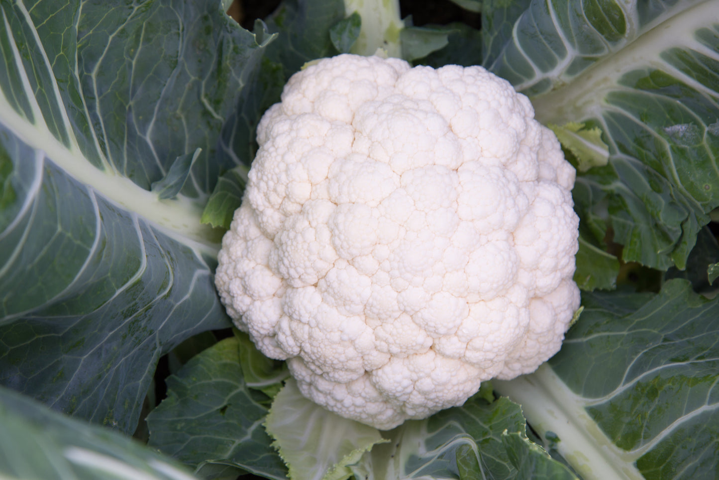 Sierra Gardeners' Hybrid Vegetable Seeds – Robust Growth for Extended Summer and Fall Harvests 1