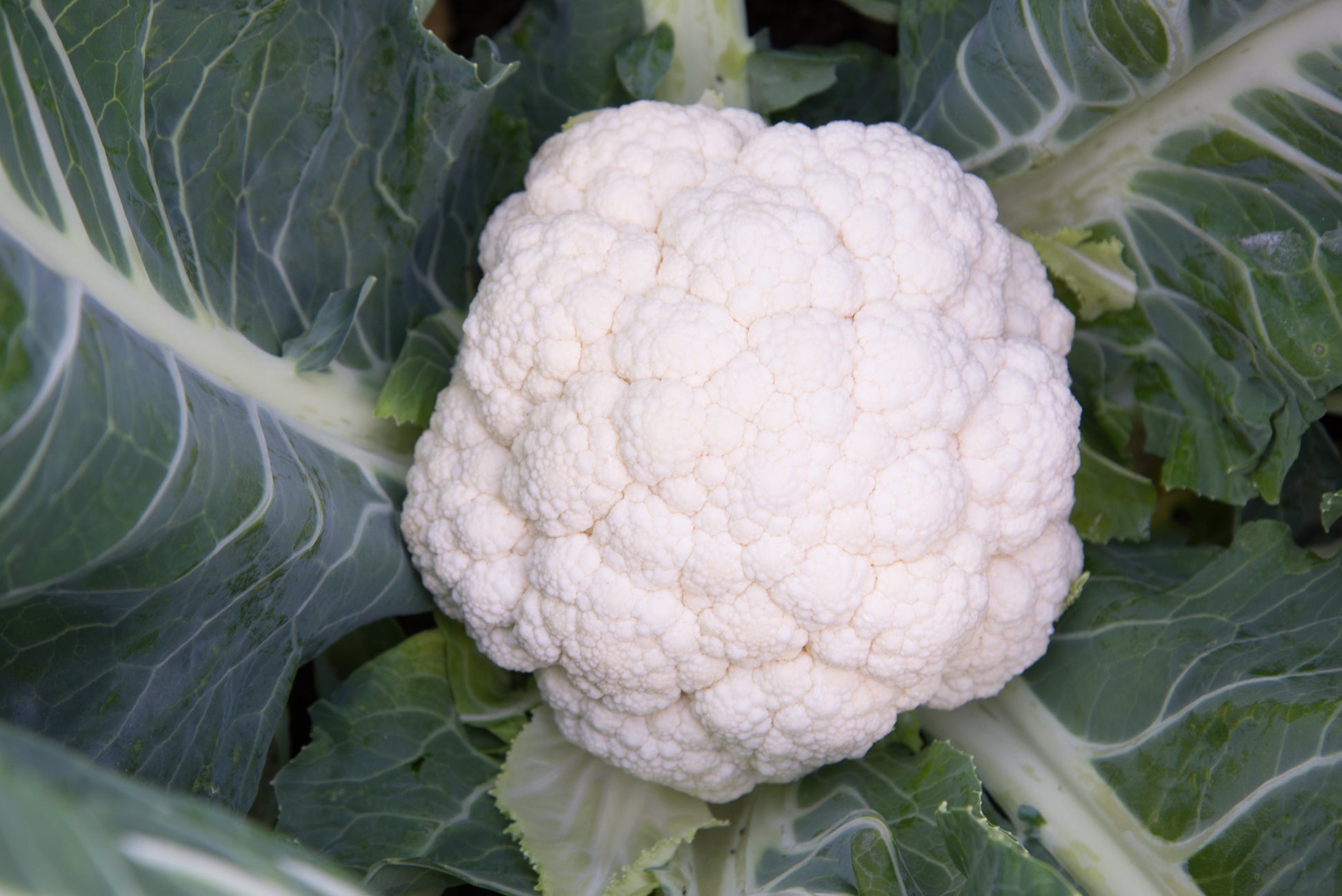 Sierra Gardeners' Hybrid Vegetable Seeds – Robust Growth for Extended Summer and Fall Harvests 1
