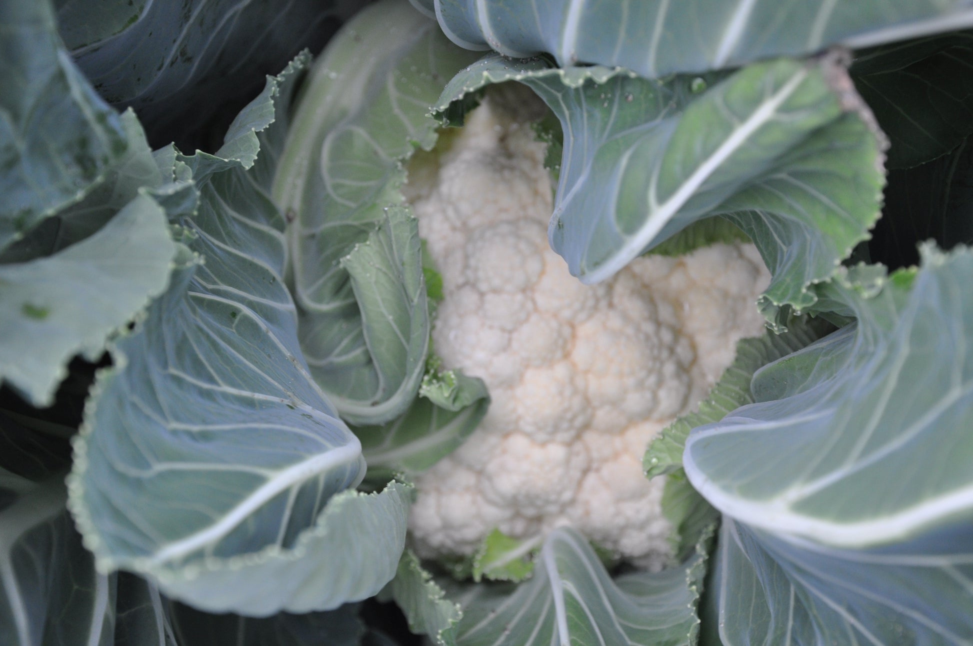 Sierra Gardeners' Hybrid Vegetable Seeds – Robust Growth for Extended Summer and Fall Harvests 2