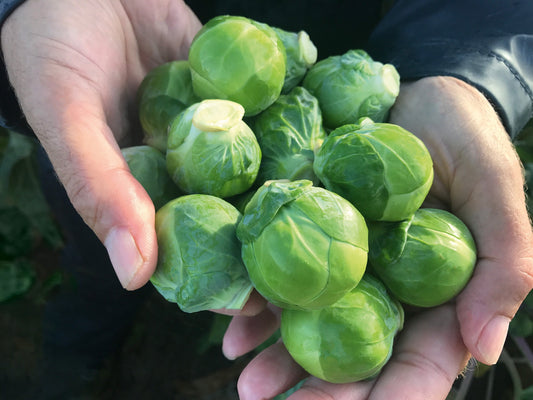 Silvia Brussels Sprout Seeds – Early Maturing Variety with Disease Resistance for Reliable Thanksgiving Harvest 0