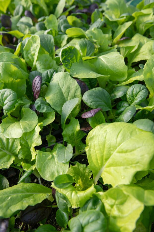 Sizzling Culinary Greens Stir Fry Blend – Mild, Tender Mix for Quick Cooking and All-Season Growth 0