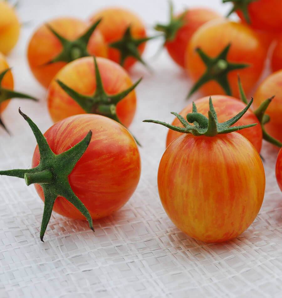 Sizzling Sunrise Bumble Bee Organic Tomatoes – Vibrant Colorful Fruit for Delicious Salads 0