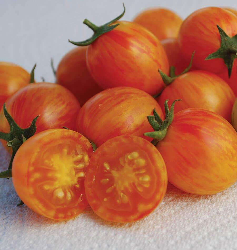 Sizzling Sunrise Bumble Bee Organic Tomatoes – Vibrant Colorful Fruit for Delicious Salads 1