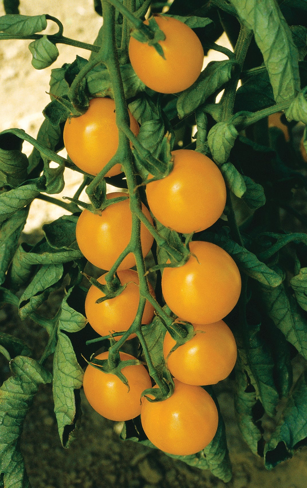 Sizzling Yellow Cherry Tomatoes – High-Yield Indeterminate Variety for Delicious Home Gardens 0