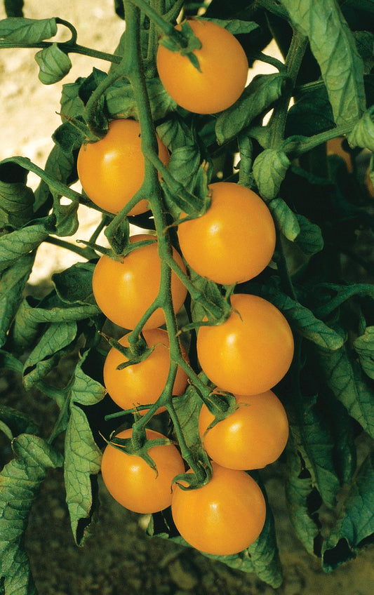 Sizzling Yellow Cherry Tomatoes – High-Yield Indeterminate Variety for Delicious Home Gardens 0